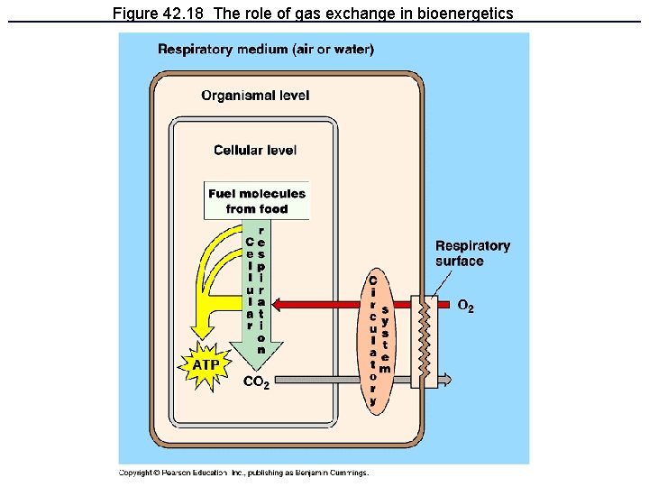 Figure 42. 18 The role of gas exchange in bioenergetics 