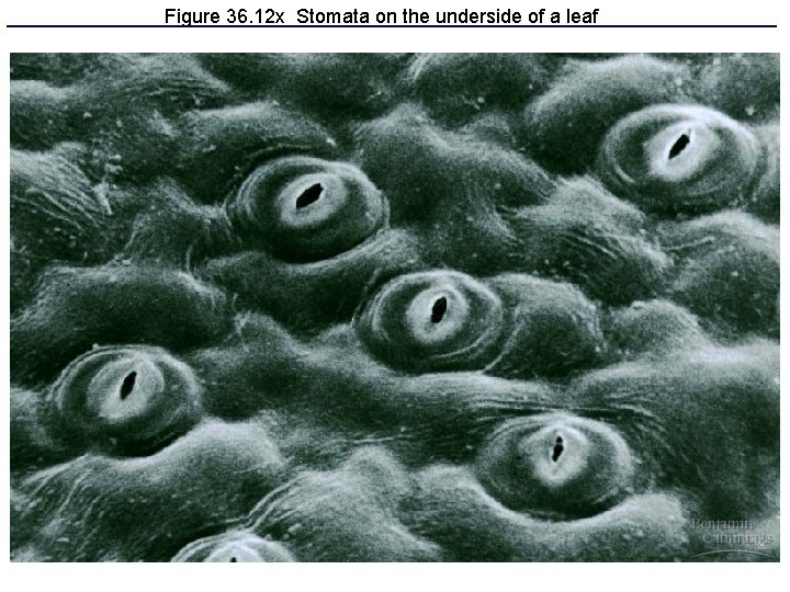 Figure 36. 12 x Stomata on the underside of a leaf 