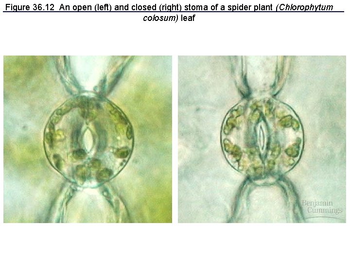 Figure 36. 12 An open (left) and closed (right) stoma of a spider plant