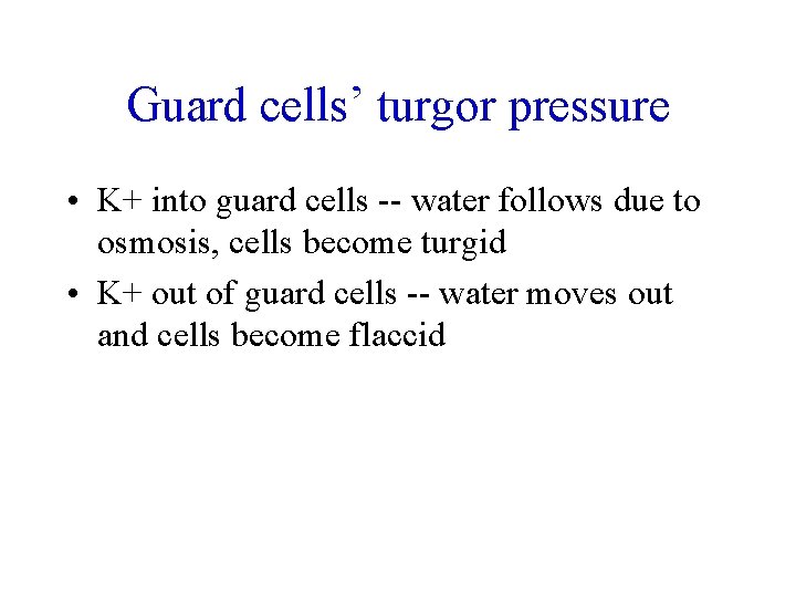 Guard cells’ turgor pressure • K+ into guard cells -- water follows due to