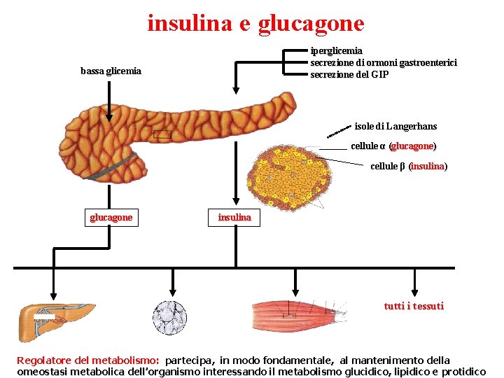 insulina e glucagone iperglicemia secrezione di ormoni gastroenterici secrezione del GIP bassa glicemia isole