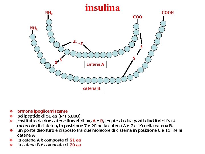 insulina NH 2 COOH NH 2 S----S S S catena A catena B v