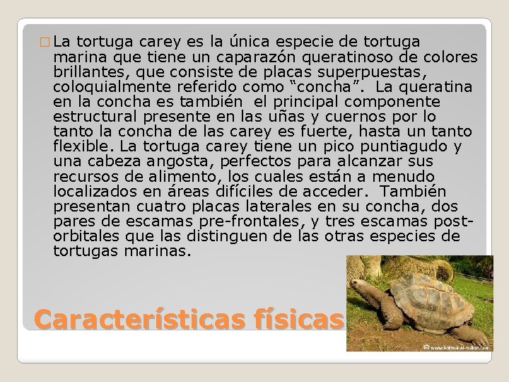 � La tortuga carey es la única especie de tortuga marina que tiene un