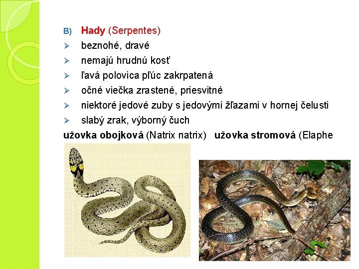 B) Ø Hady (Serpentes) beznohé, dravé nemajú hrudnú kosť Ø ľavá polovica pľúc zakrpatená