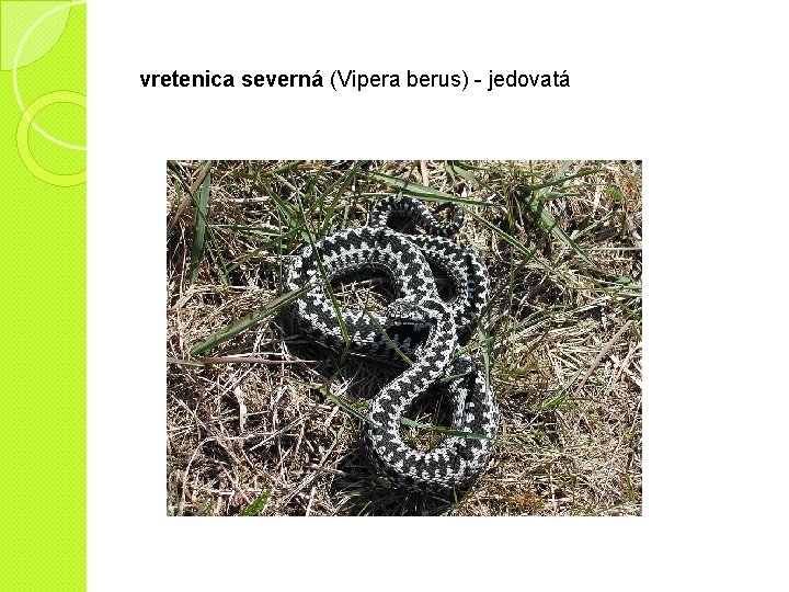 vretenica severná (Vipera berus) - jedovatá 