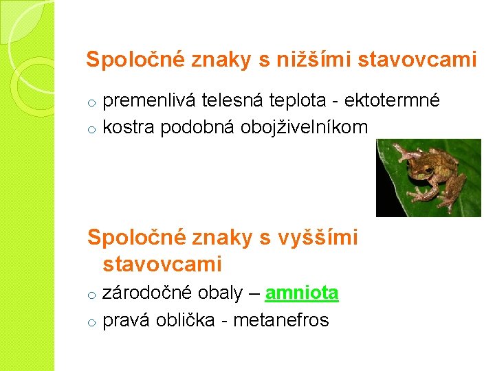 Spoločné znaky s nižšími stavovcami premenlivá telesná teplota - ektotermné o kostra podobná obojživelníkom