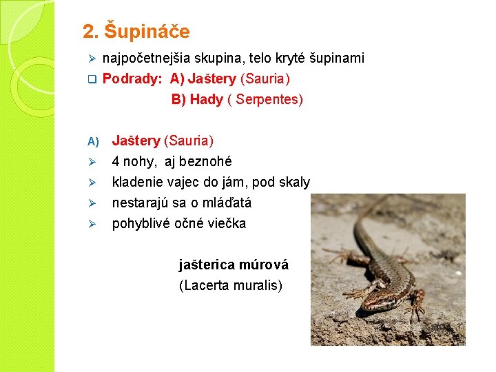 2. Šupináče najpočetnejšia skupina, telo kryté šupinami q Podrady: A) Jaštery (Sauria) Ø B)