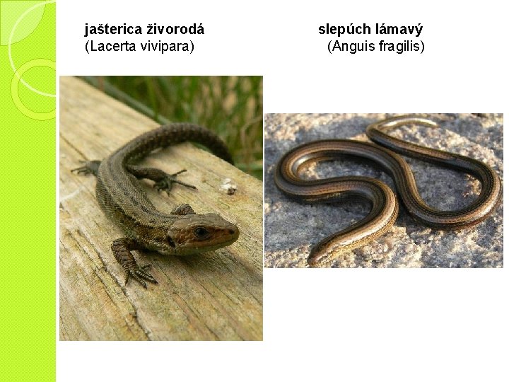 jašterica živorodá (Lacerta vivipara) slepúch lámavý (Anguis fragilis) 