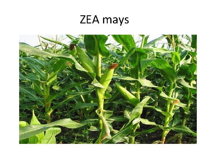 ZEA mays 
