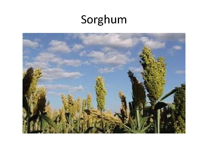 Sorghum 