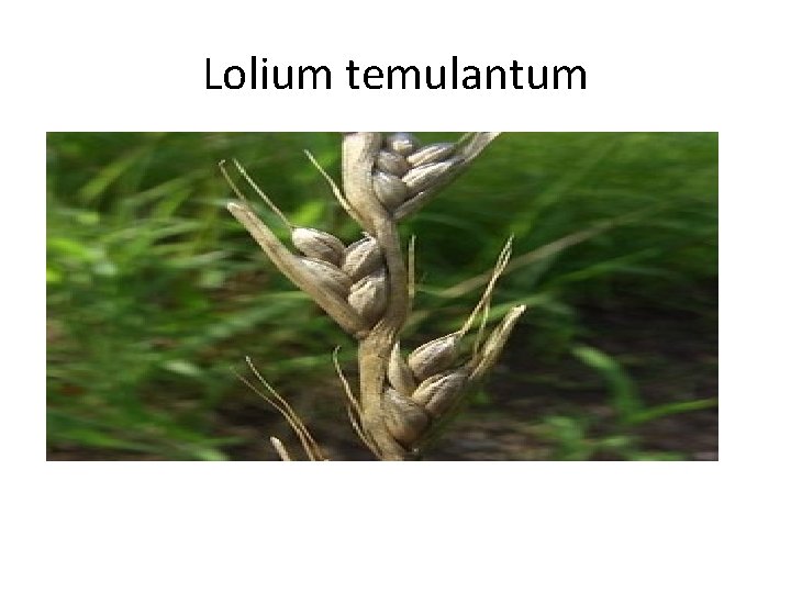 Lolium temulantum 