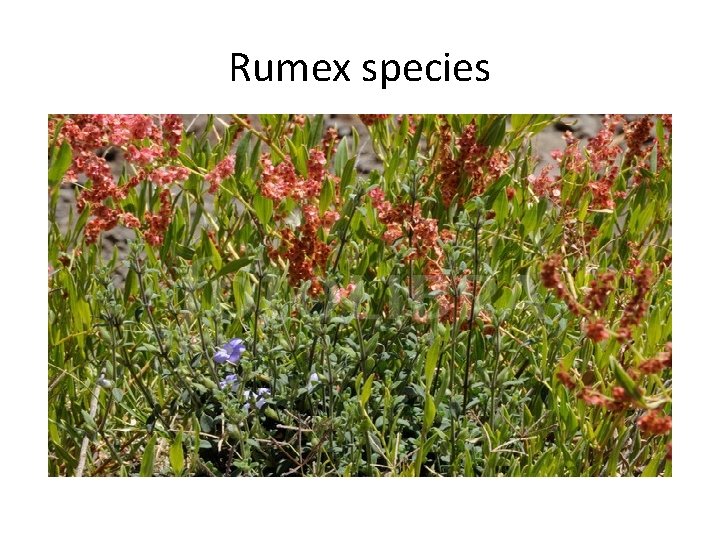 Rumex species 