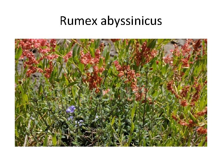 Rumex abyssinicus 