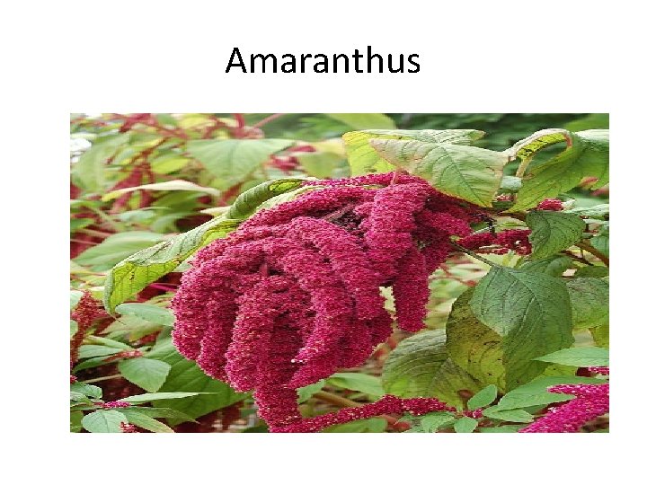 Amaranthus 