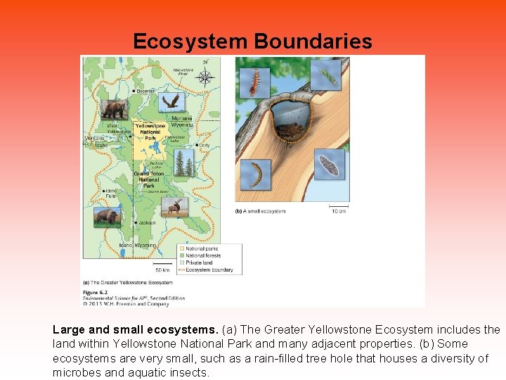 Ecosystem Boundaries Large and small ecosystems. (a) The Greater Yellowstone Ecosystem includes the land