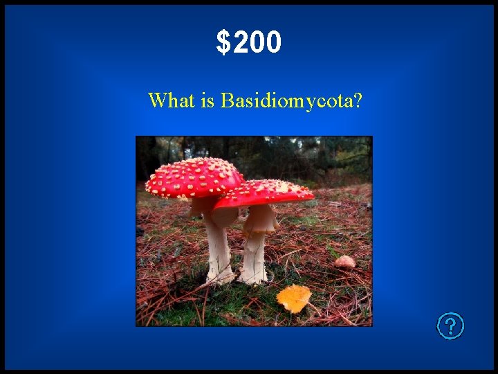$200 What is Basidiomycota? 