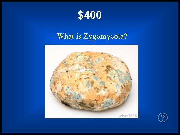 $400 What is Zygomycota? 