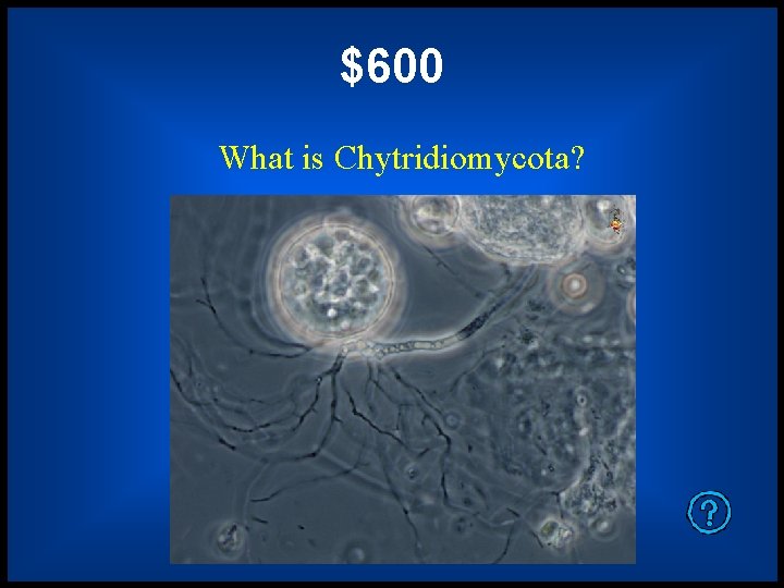 $600 What is Chytridiomycota? 