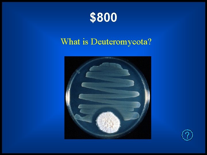 $800 What is Deuteromycota? 