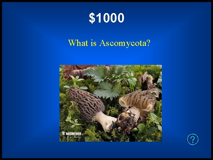 $1000 What is Ascomycota? 