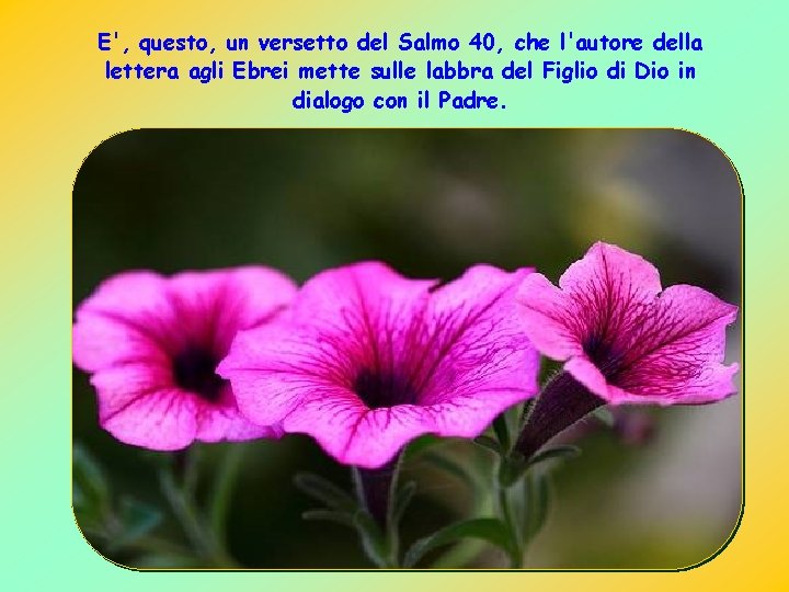 E', questo, un versetto del Salmo 40, che l'autore della lettera agli Ebrei mette