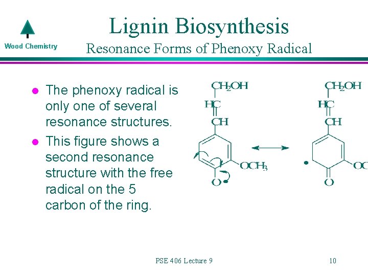 Lignin Biosynthesis Wood Chemistry l l Resonance Forms of Phenoxy Radical The phenoxy radical