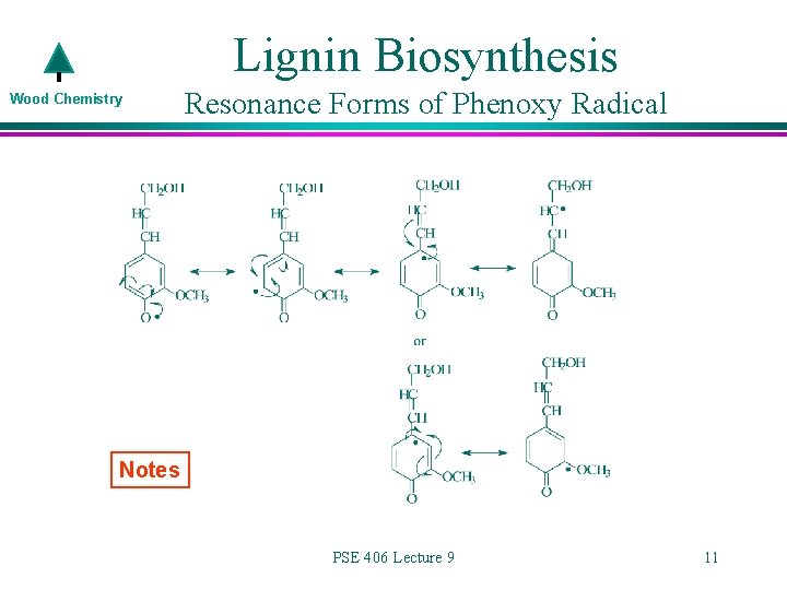 Lignin Biosynthesis Wood Chemistry Resonance Forms of Phenoxy Radical Notes PSE 406 Lecture 9