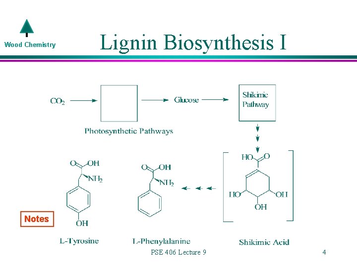 Wood Chemistry Lignin Biosynthesis I Notes PSE 406 Lecture 9 4 