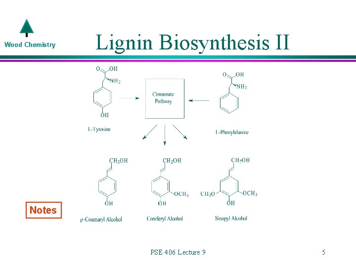 Wood Chemistry Lignin Biosynthesis II Notes PSE 406 Lecture 9 5 