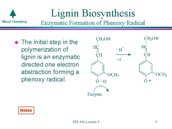Lignin Biosynthesis Wood Chemistry l Enzymatic Formation of Phenoxy Radical The initial step in
