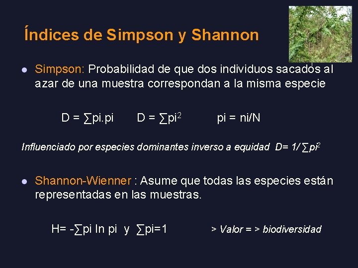 Índices de Simpson y Shannon l Simpson: Probabilidad de que dos individuos sacados al