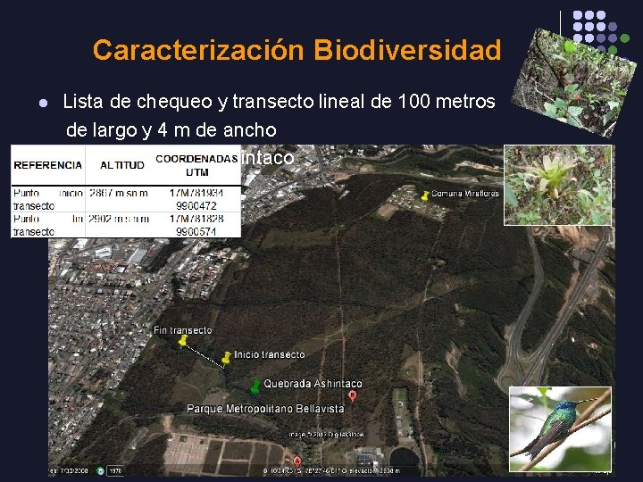 Caracterización Biodiversidad l Lista de chequeo y transecto lineal de 100 metros de largo