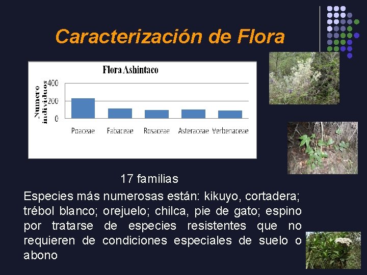 Caracterización de Flora 17 familias Especies más numerosas están: kikuyo, cortadera; trébol blanco; orejuelo;