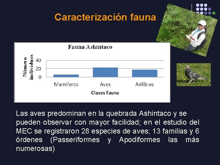 Caracterización fauna Las aves predominan en la quebrada Ashintaco y se pueden observar con