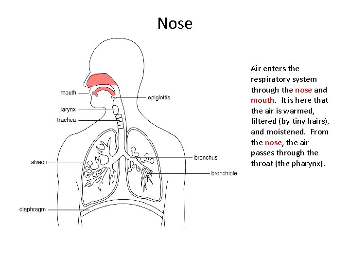 Nose Air enters the respiratory system through the nose and mouth. It is here