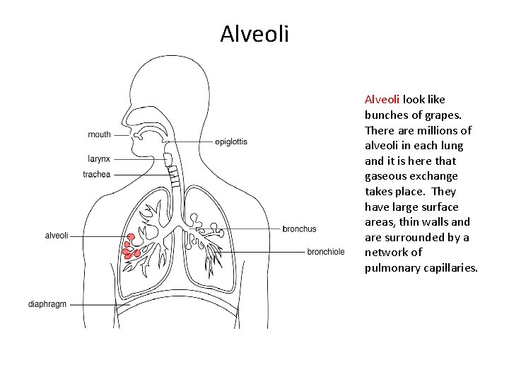 Alveoli look like bunches of grapes. There are millions of alveoli in each lung