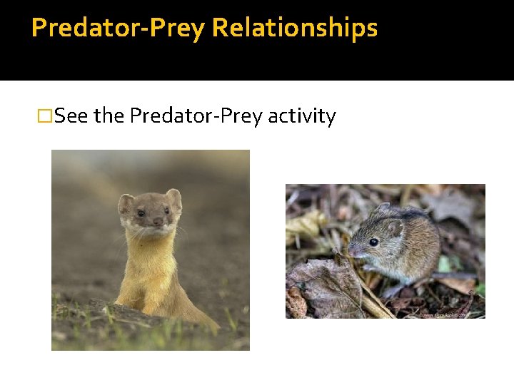 Predator-Prey Relationships �See the Predator-Prey activity 