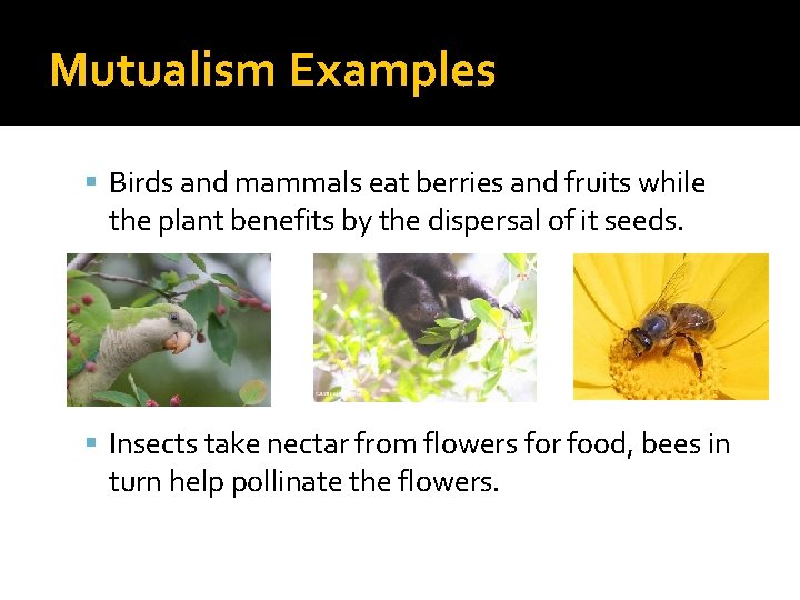 Mutualism Examples Birds and mammals eat berries and fruits while the plant benefits by