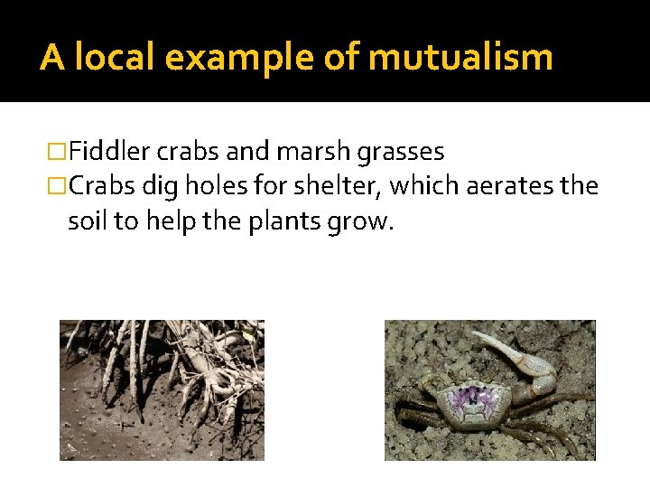 A local example of mutualism �Fiddler crabs and marsh grasses �Crabs dig holes for