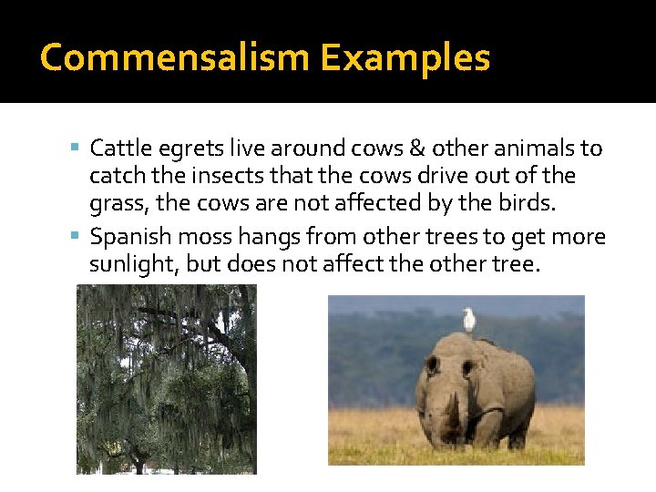 Commensalism Examples Cattle egrets live around cows & other animals to catch the insects