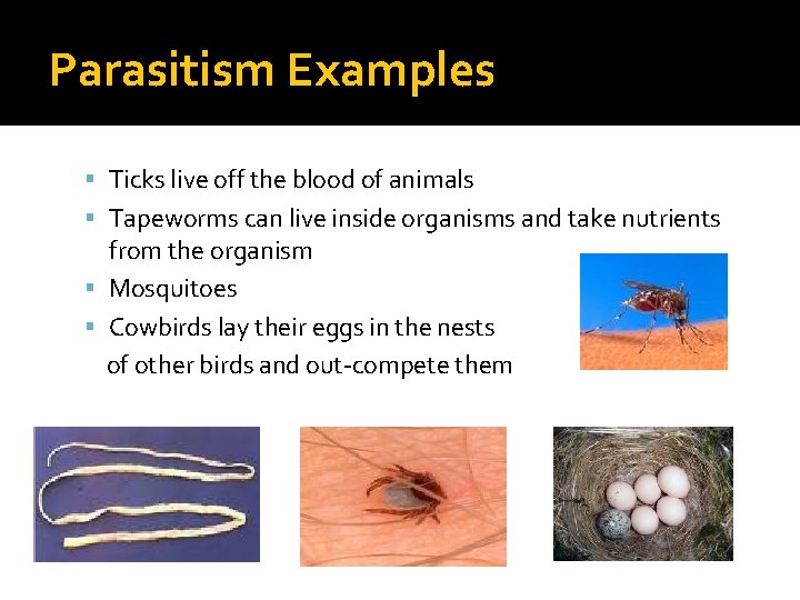 Parasitism Examples Ticks live off the blood of animals Tapeworms can live inside organisms