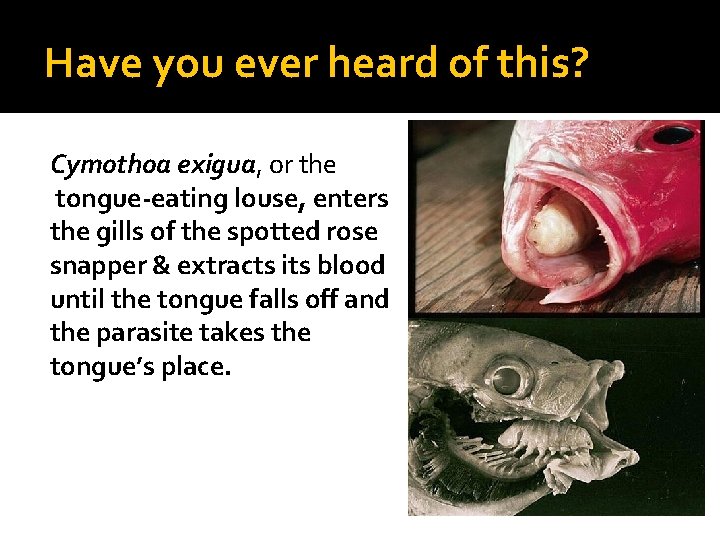Have you ever heard of this? Cymothoa exigua, or the tongue-eating louse, enters the