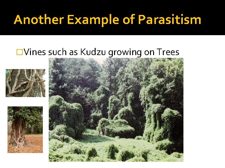 Another Example of Parasitism �Vines such as Kudzu growing on Trees 
