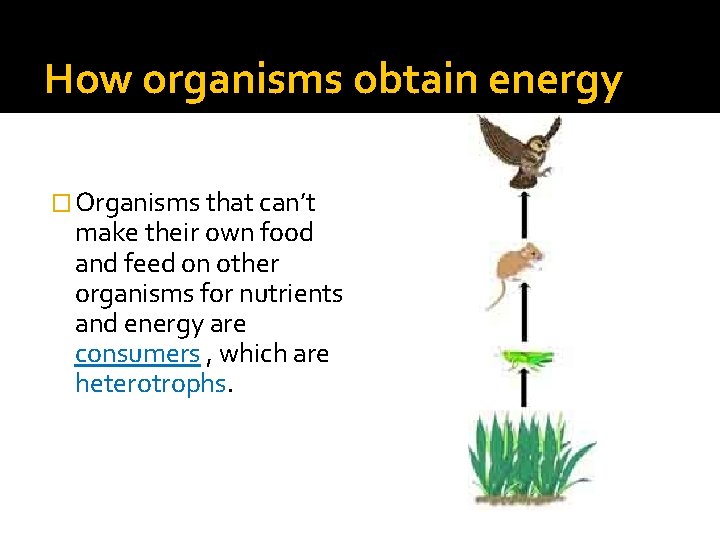 How organisms obtain energy � Organisms that can’t make their own food and feed