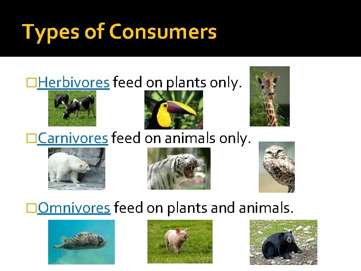 Types of Consumers �Herbivores feed on plants only. �Carnivores feed on animals only. �Omnivores