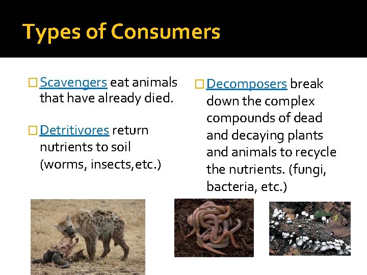 Types of Consumers � Scavengers eat animals that have already died. � Detritivores return