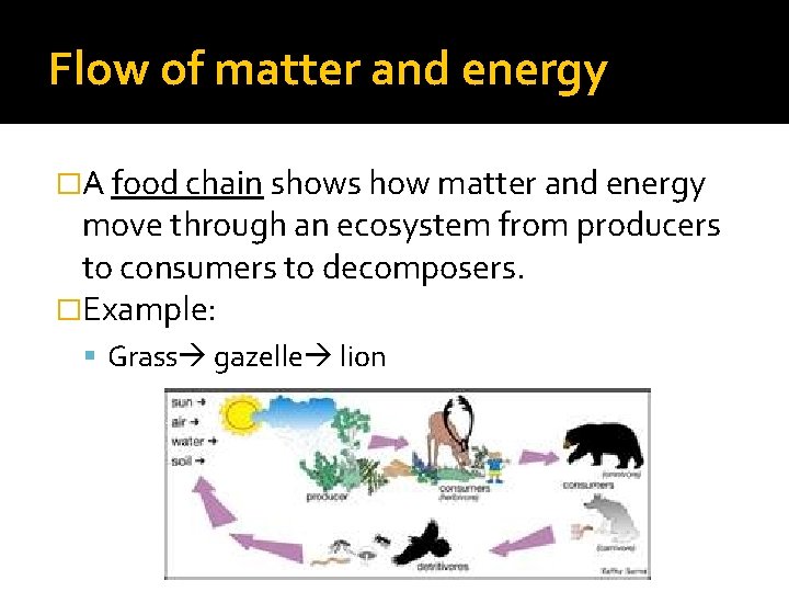 Flow of matter and energy �A food chain shows how matter and energy move