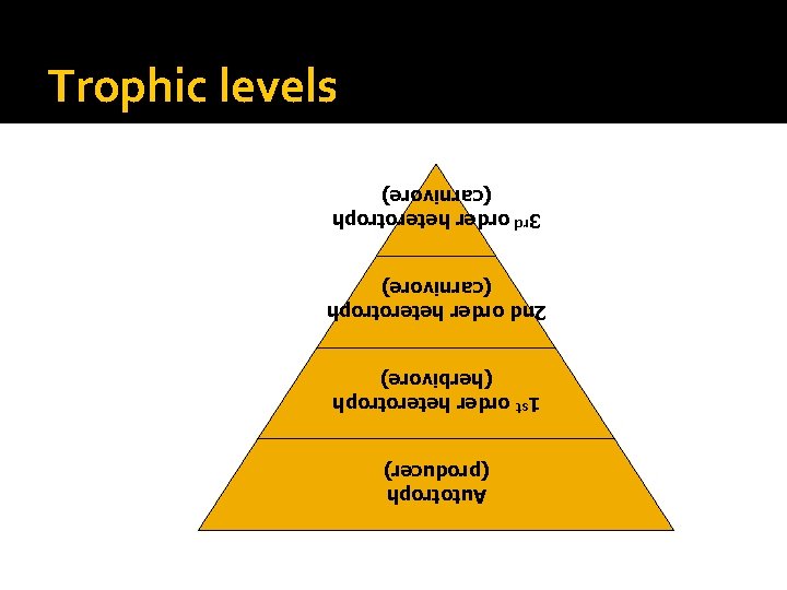 Autotroph (producer) 1 st order heterotroph (herbivore) 2 nd order heterotroph (carnivore) 3 rd