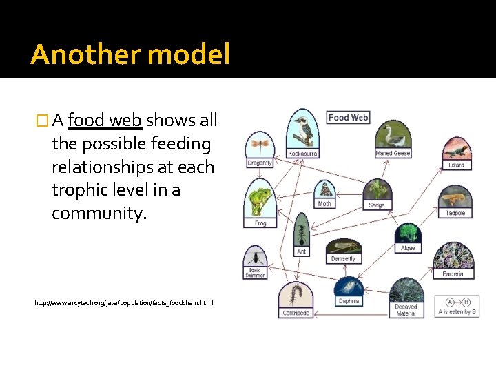 Another model � A food web shows all the possible feeding relationships at each