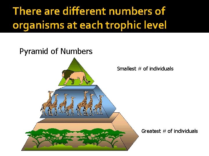 There are different numbers of organisms at each trophic level Pyramid of Numbers Smallest